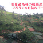 スリランカの紅茶畑