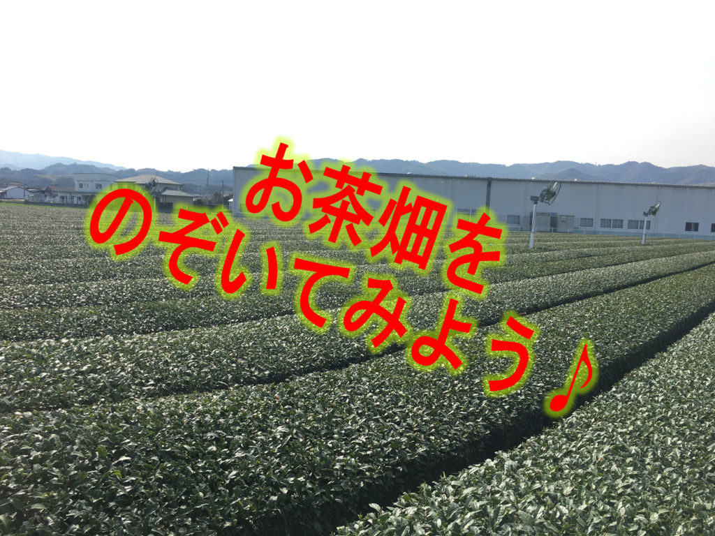 お茶畑をのぞいてみよう